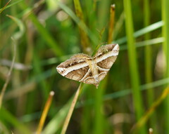 Chrysolarentia conifasciata