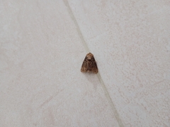 Lepidoptera