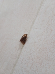 Lepidoptera