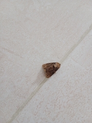 Lepidoptera