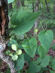 Dioscorea villosa