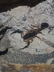 Centruroides fulvipes