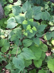Dioscorea villosa