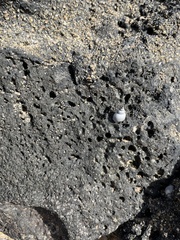 Littoraria pintado