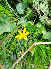 Ficaria verna