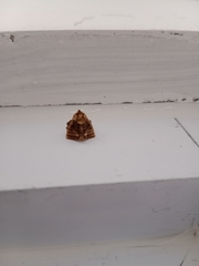 Lepidoptera