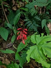 Odontonema