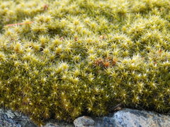 Racomitrium canescens