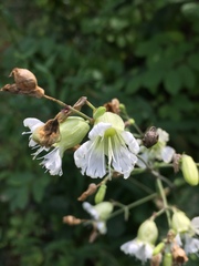 Silene stellata