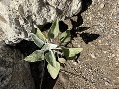 Horsfordia newberryi