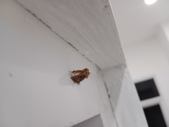 Lepidoptera