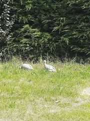 Numida meleagris domesticus