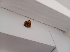 Lepidoptera