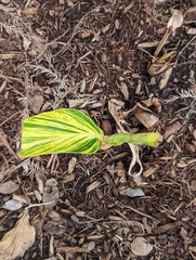 Hosta sieboldii