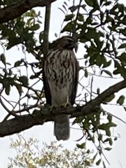 Buteo lineatus