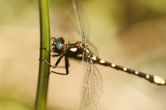 Gomphomacromia paradoxa