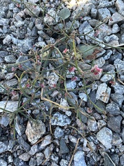 Eriogonum deflexum