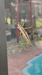 Schistocerca americana