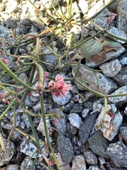 Eriogonum deflexum