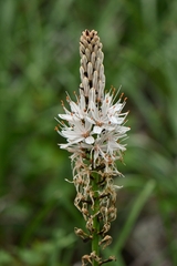 Asphodelus macrocarpus