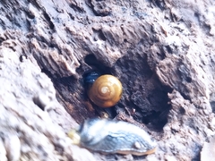 Aegopinella nitidula