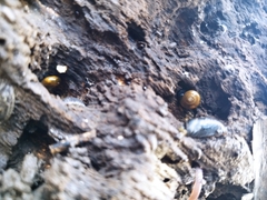 Aegopinella nitidula