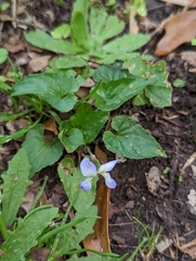 Viola missouriensis