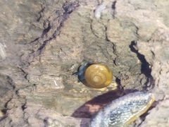 Aegopinella nitidula