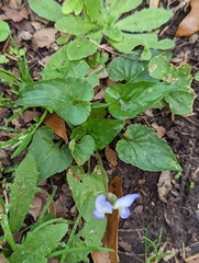 Viola missouriensis