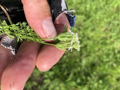 Scandix pecten-veneris