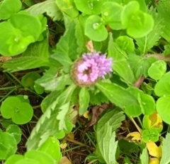 Centratherum punctatum