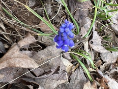 Muscari