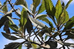 Eriodictyon crassifolium