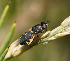 Odontomyia hunteri