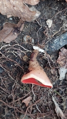 Sarcoscypha coccinea