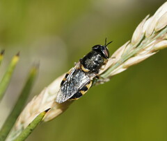 Odontomyia hunteri