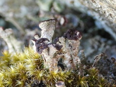 Cladonia cariosa
