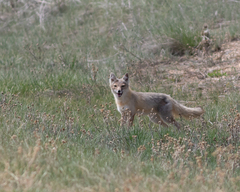 Vulpes velox