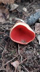Sarcoscypha coccinea