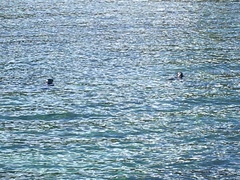 Phoca vitulina