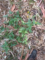 Bidens pilosa pilosa