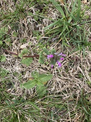 Lamium amplexicaule