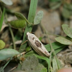 Tymbophora peltastis