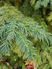 Taxus cuspidata
