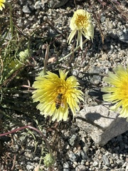 Malacothrix californica