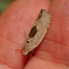 Tymbophora peltastis