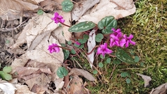 Cyclamen coum
