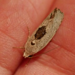 Tymbophora peltastis