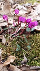 Cyclamen coum