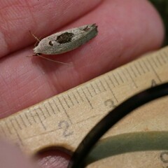Tymbophora peltastis